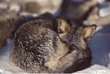 二战FPS《狙击精英5》公布 面向新旧平台发行